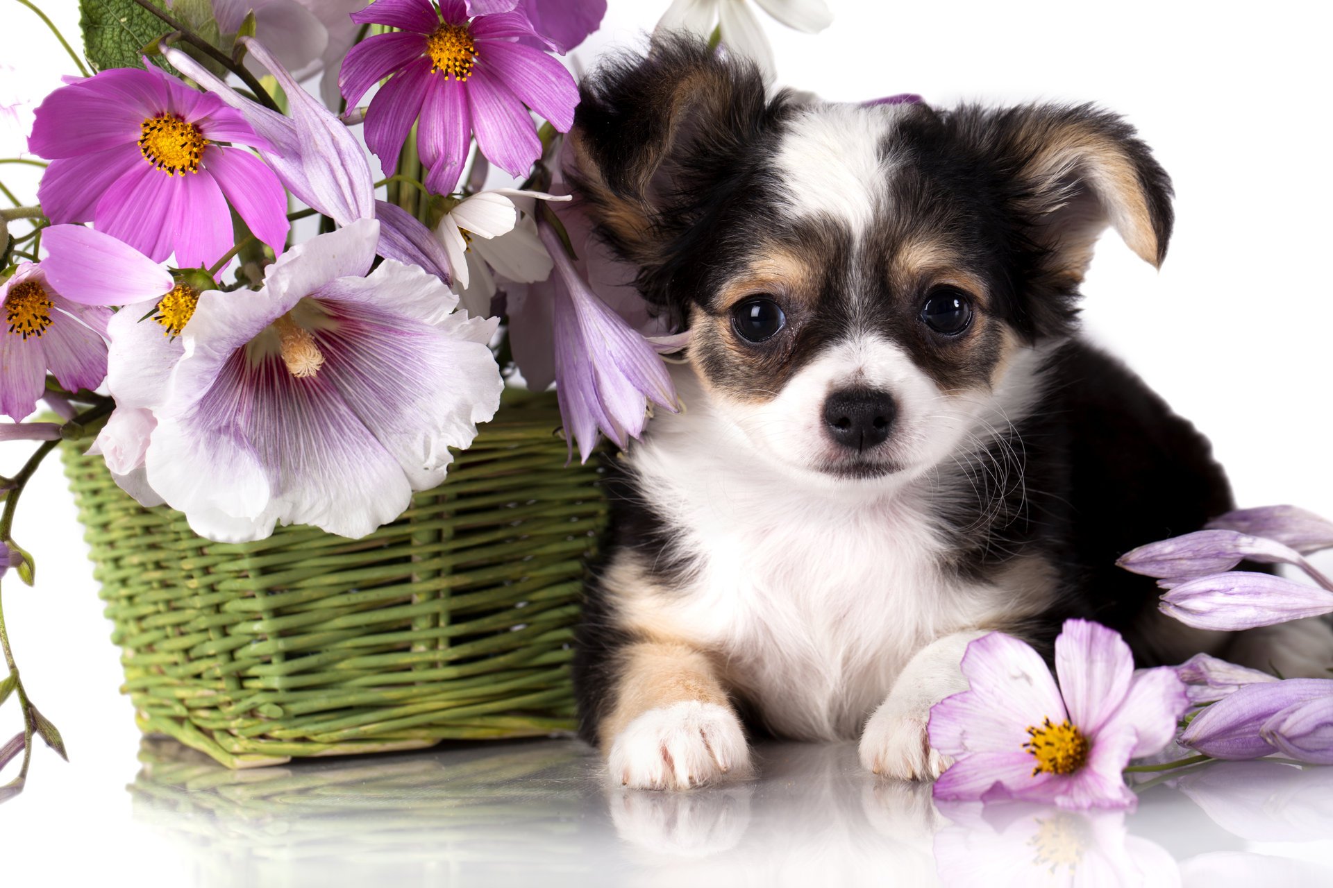 dog puppy chihuahua shopping flower kosmeya mallow