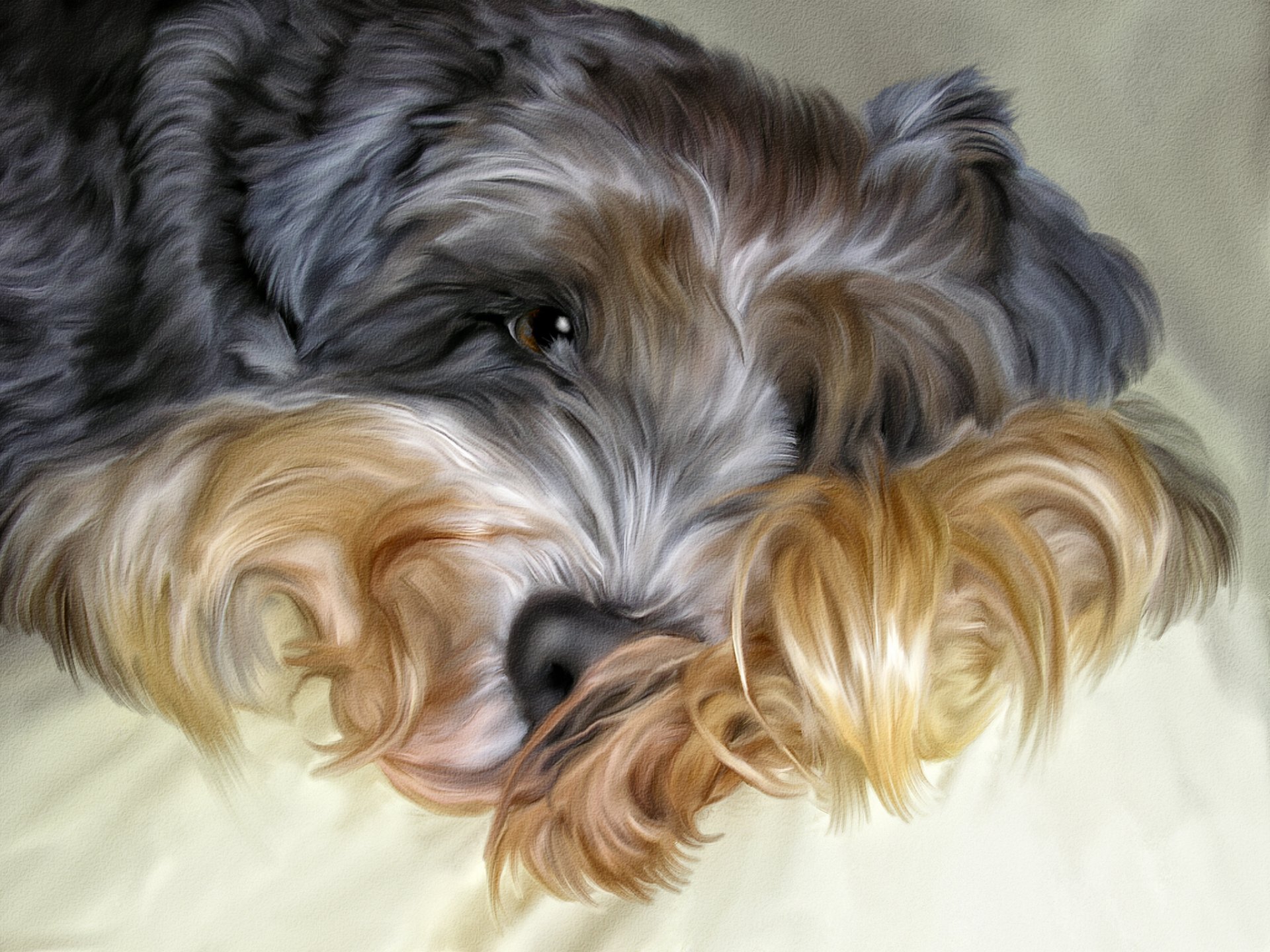 dog shaggy photoshop