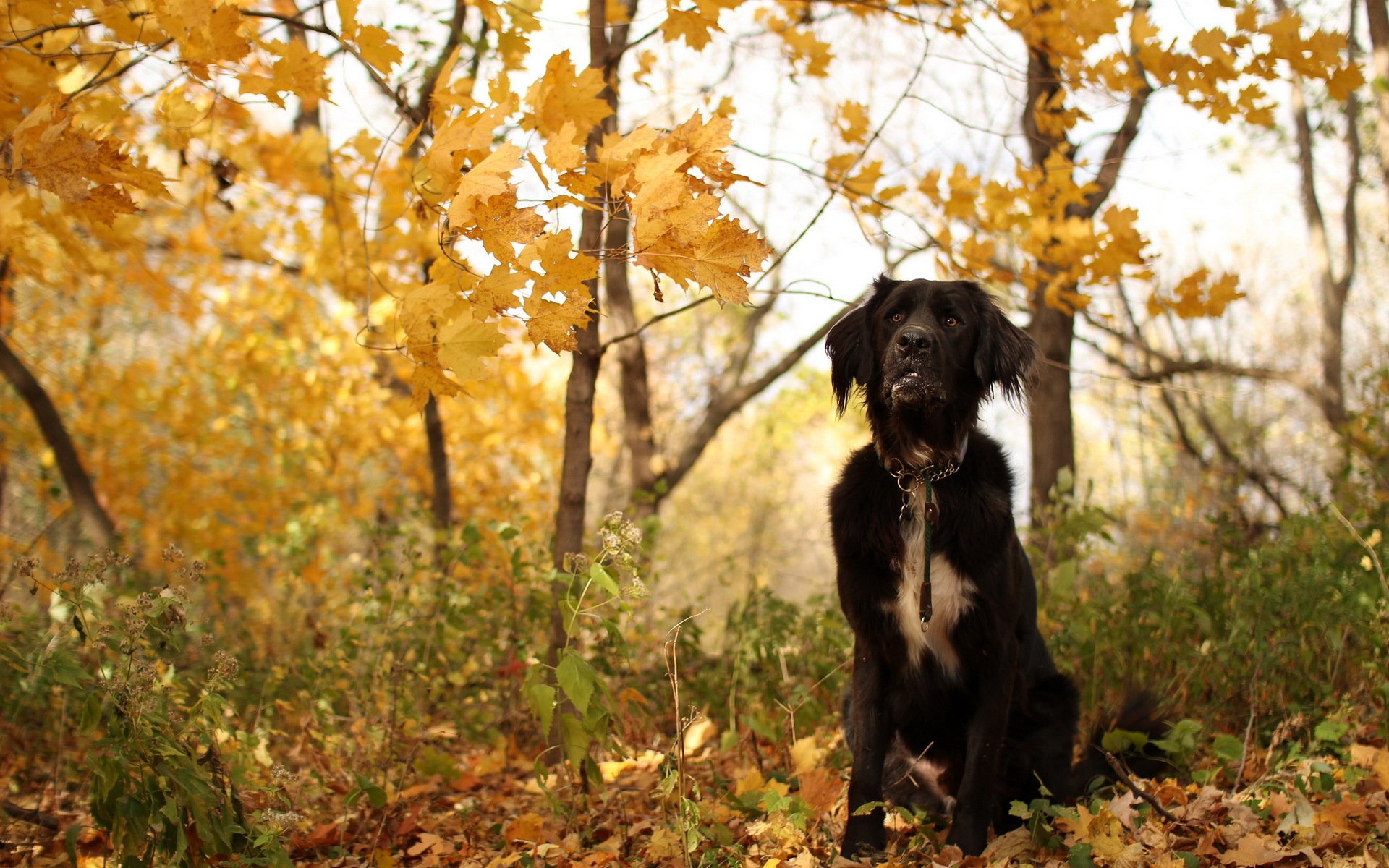 dog other autumn