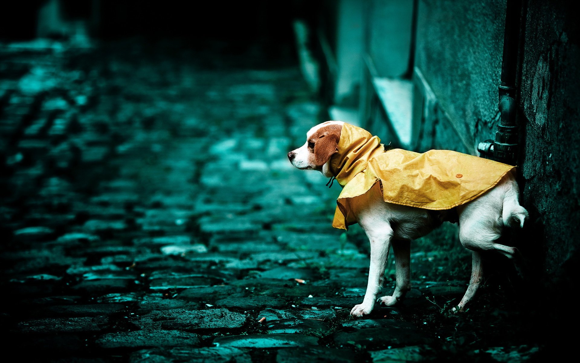 dog street background