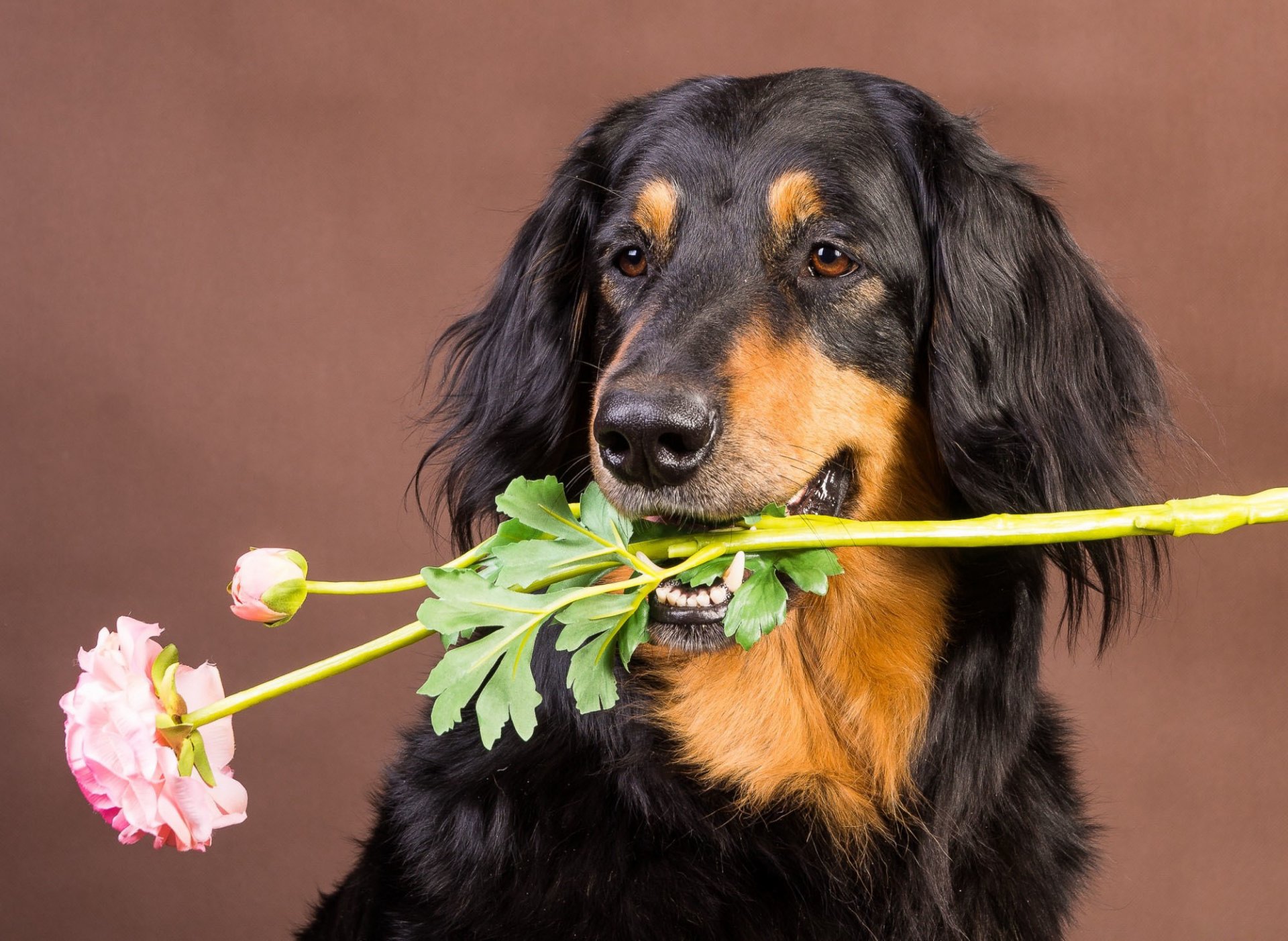 dog other flower background
