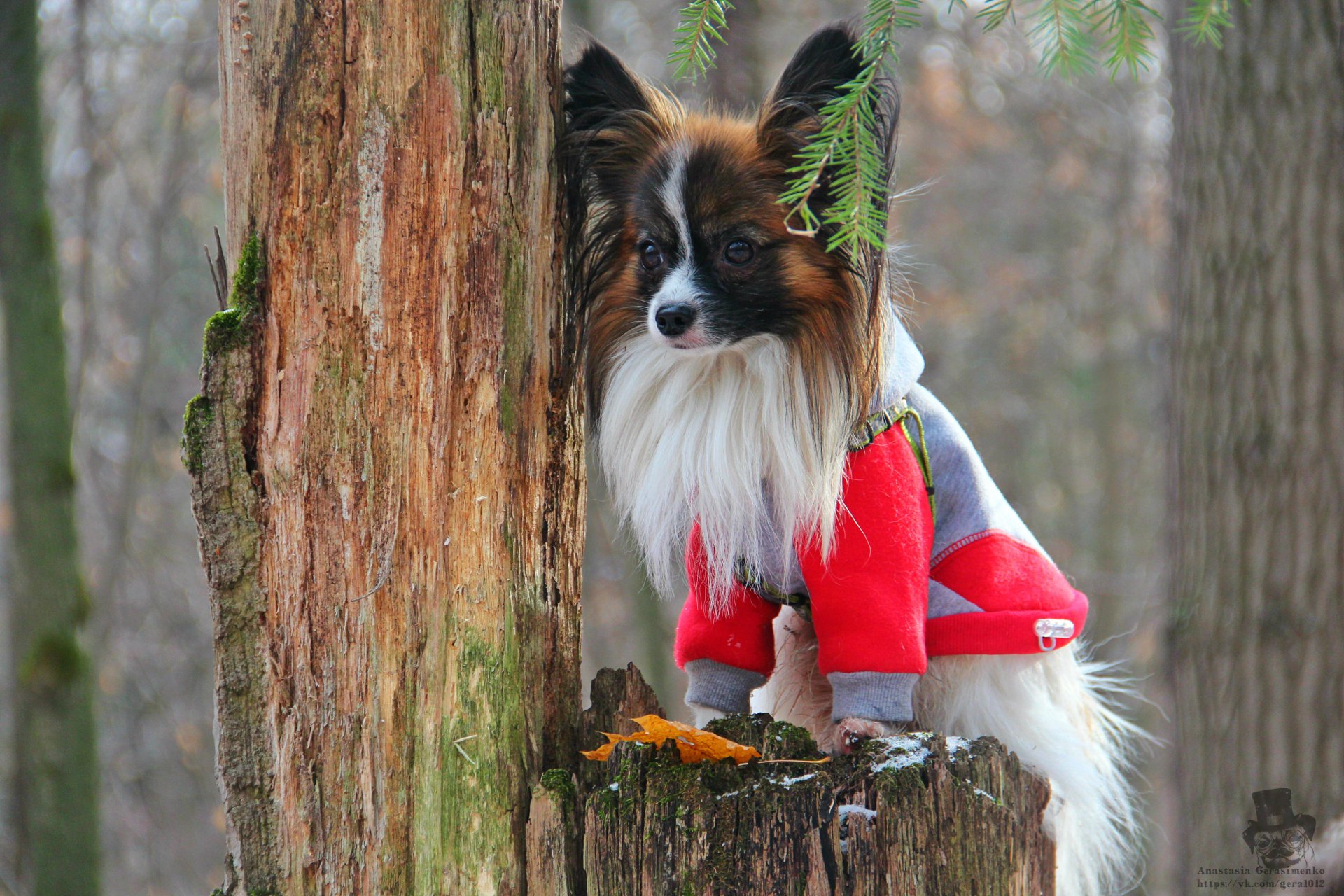 cutie dog papillon