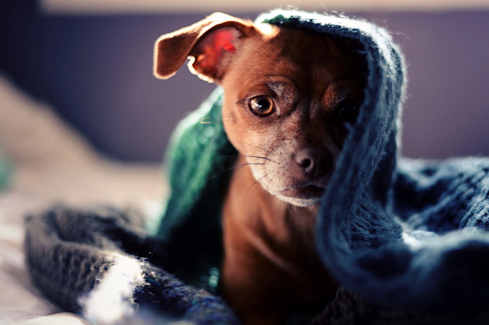 dog puppy view plaid