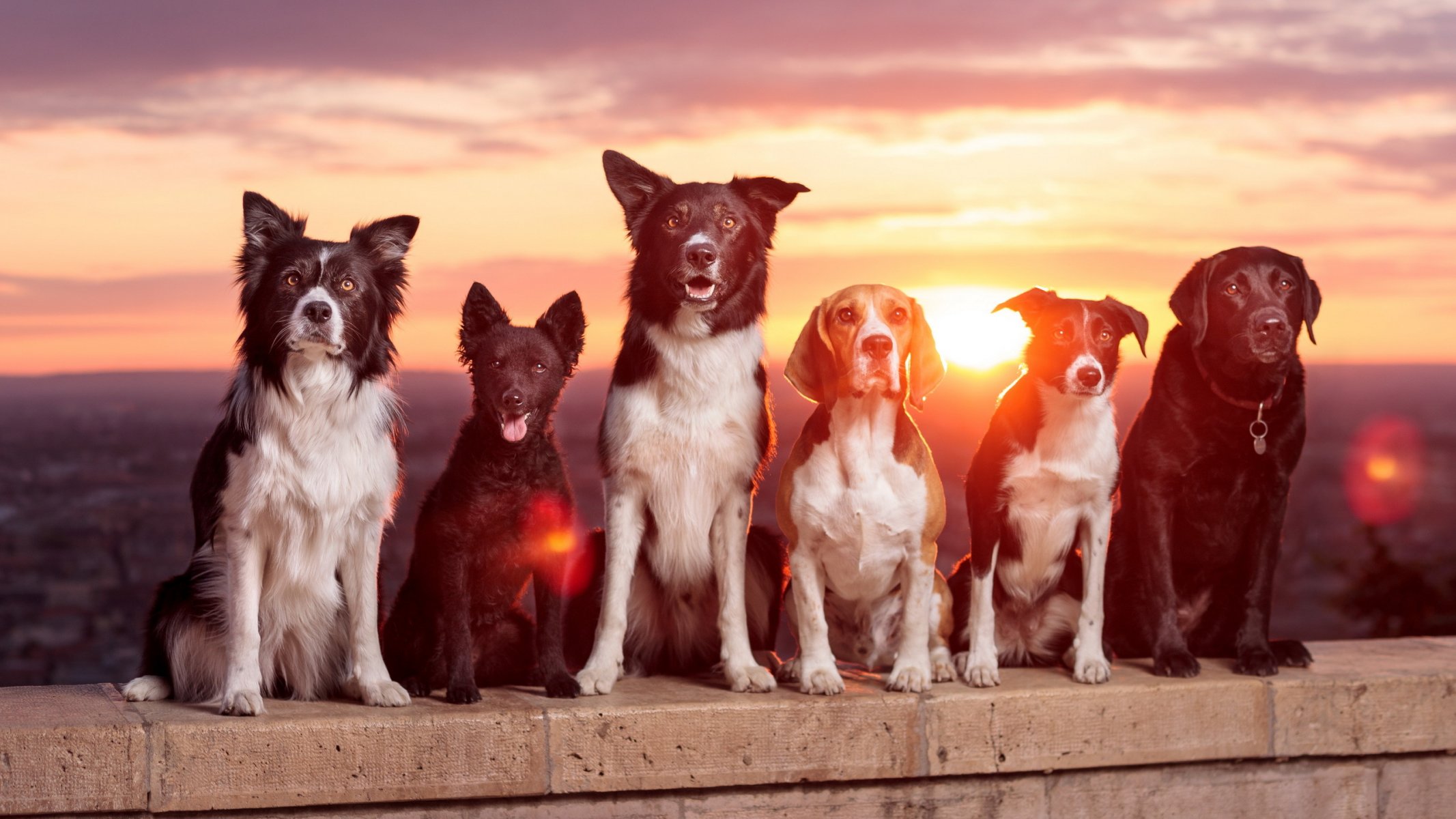 dogs friends sunset