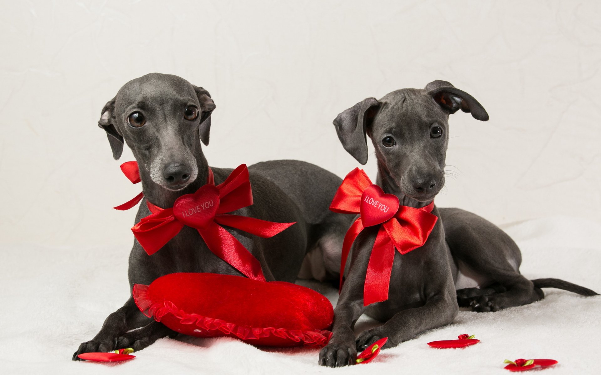 dogs friends background