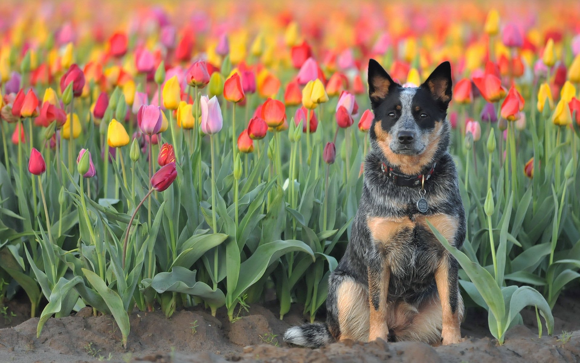 dog view other tulip