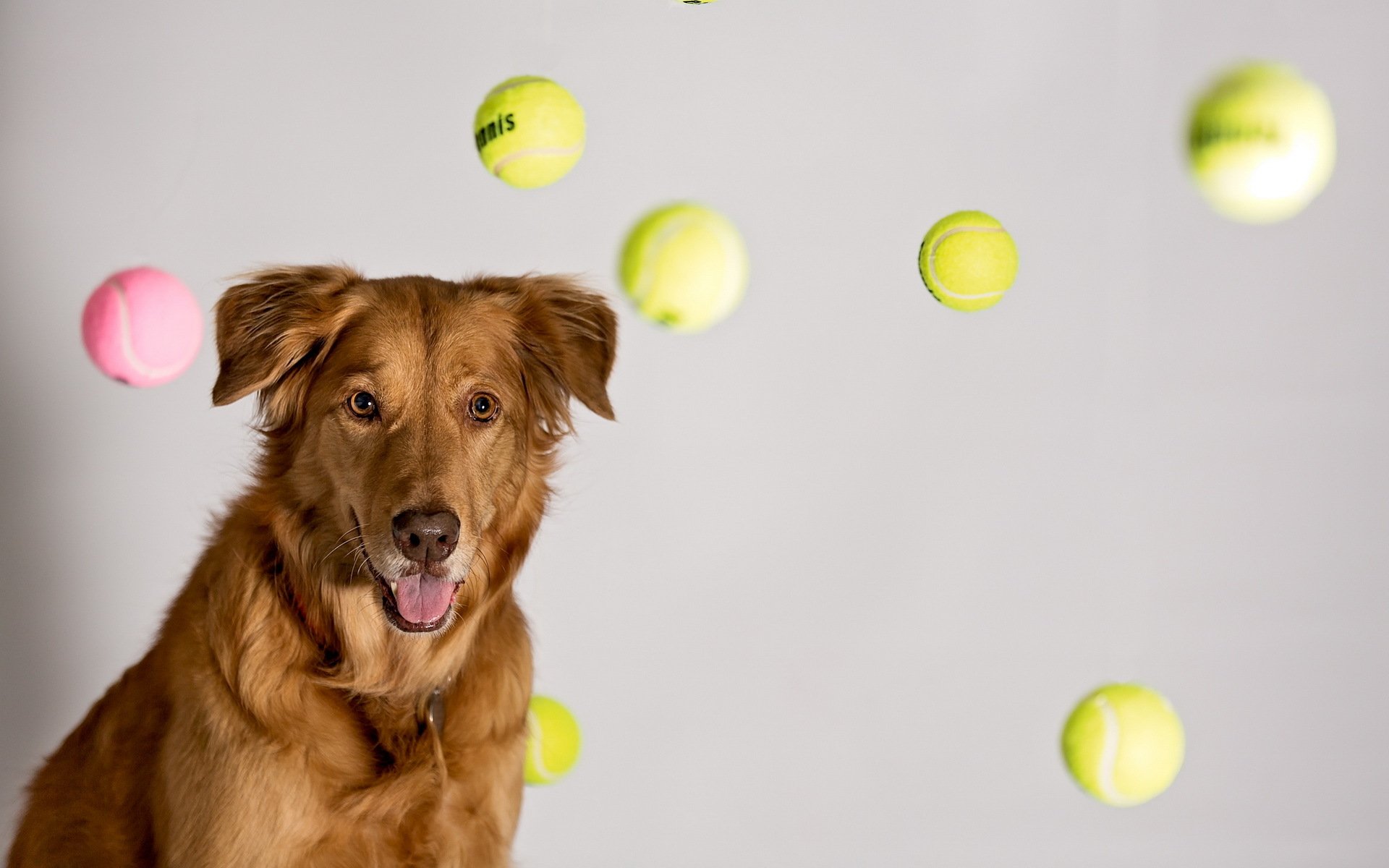 tennis ball dream