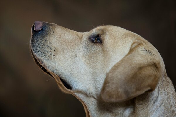 Cute dog looks up on a dark background