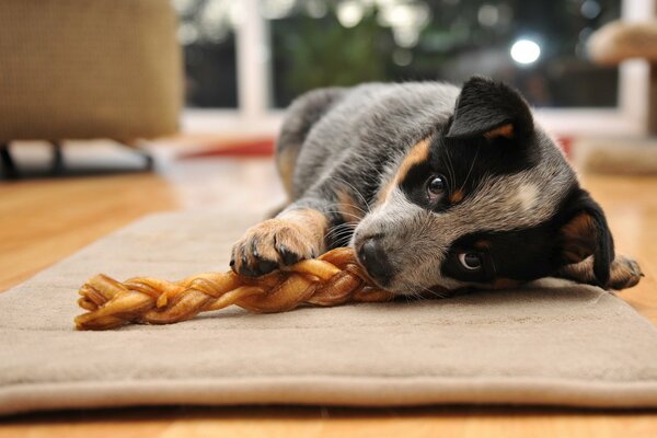 A puppy with beautiful eyes