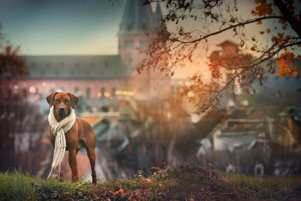 A dog with a white scarf in autumn