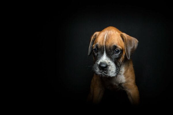 A small puppy on a black background