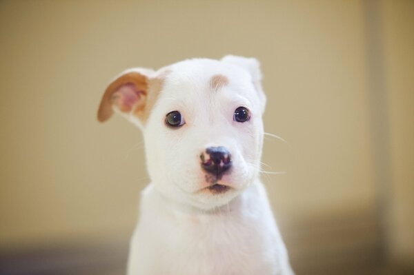 The thoughtful look of a white puppy