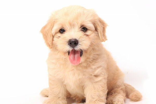 A puppy on a white background. Cute doggie