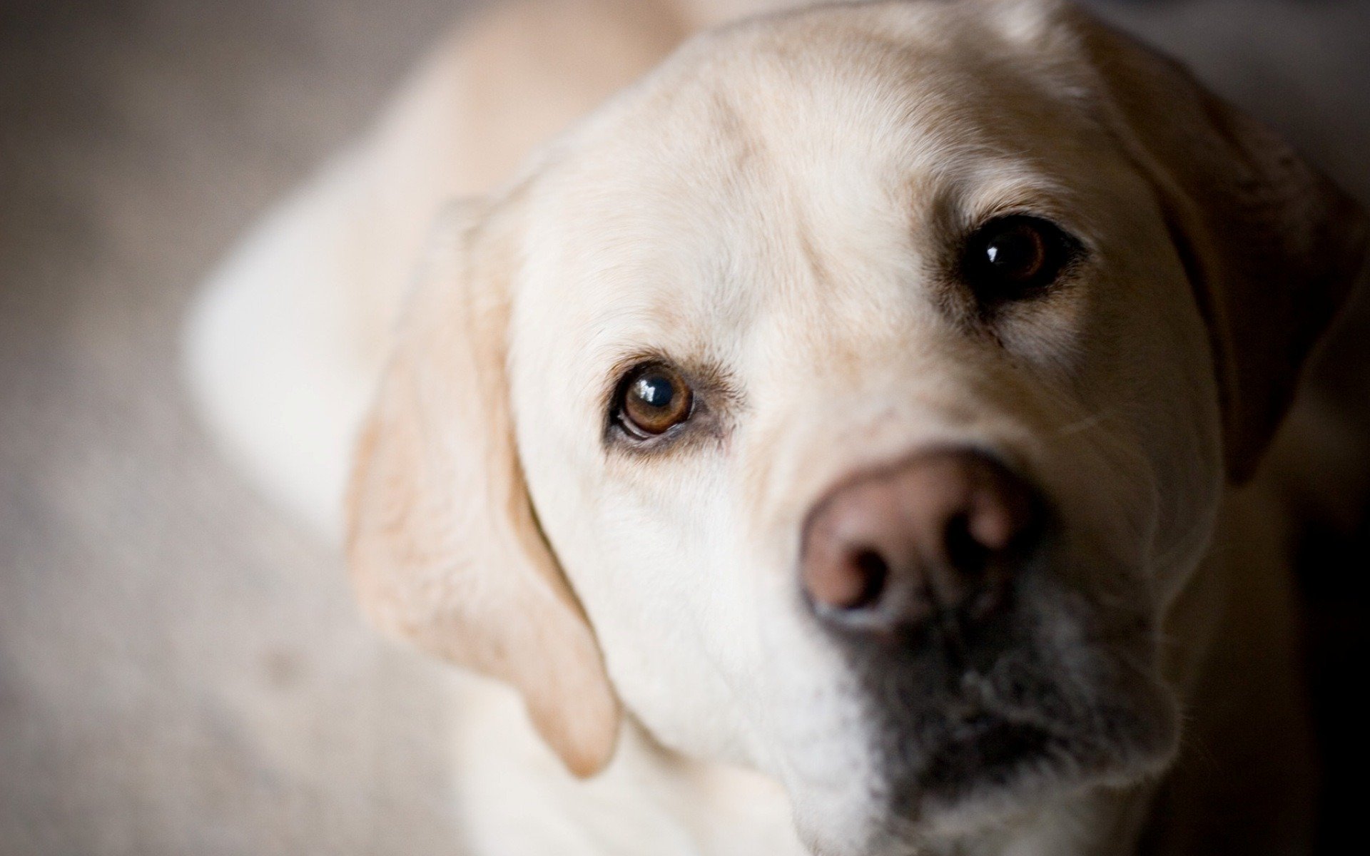 dog golden labrador retriever snout eyes bow
