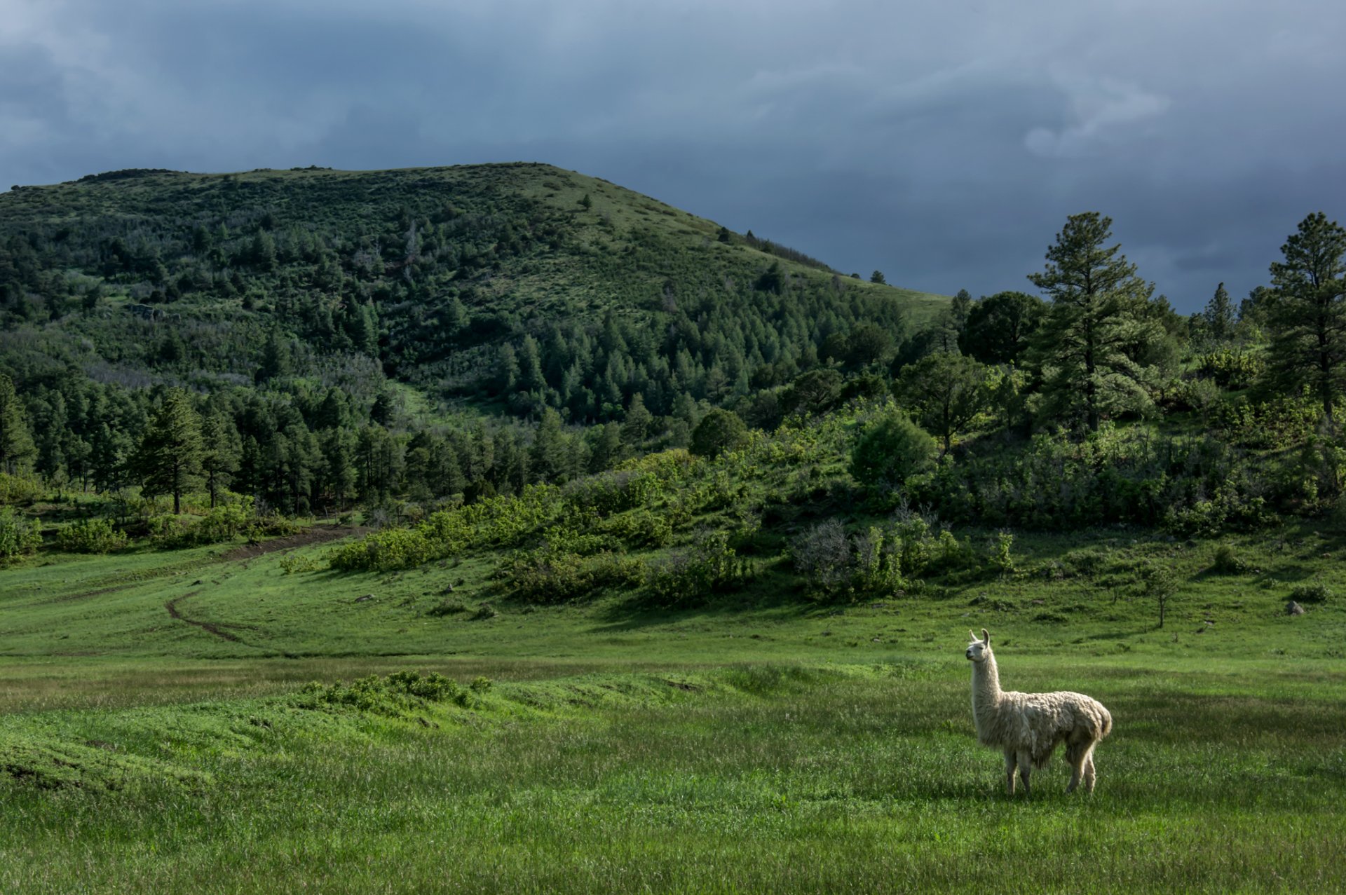 new mexico usa hills trees llama meadow