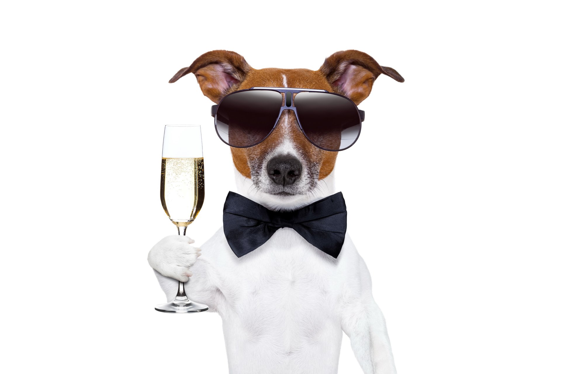 happy new year champagne dog glass sunglasse
