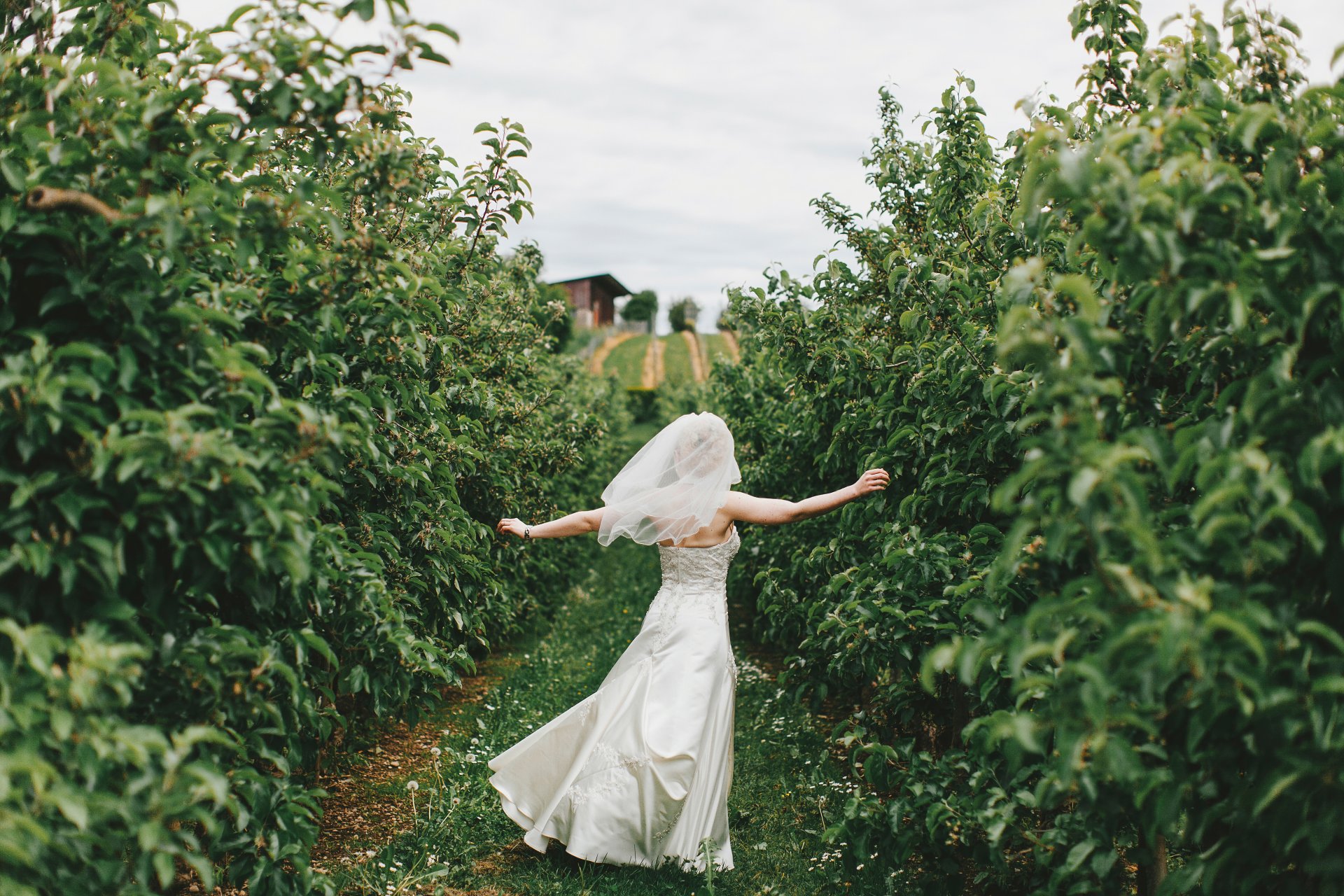 apple trees bride wedding alley happine