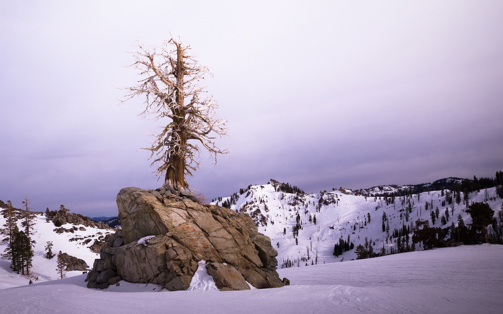 winter tree landscape