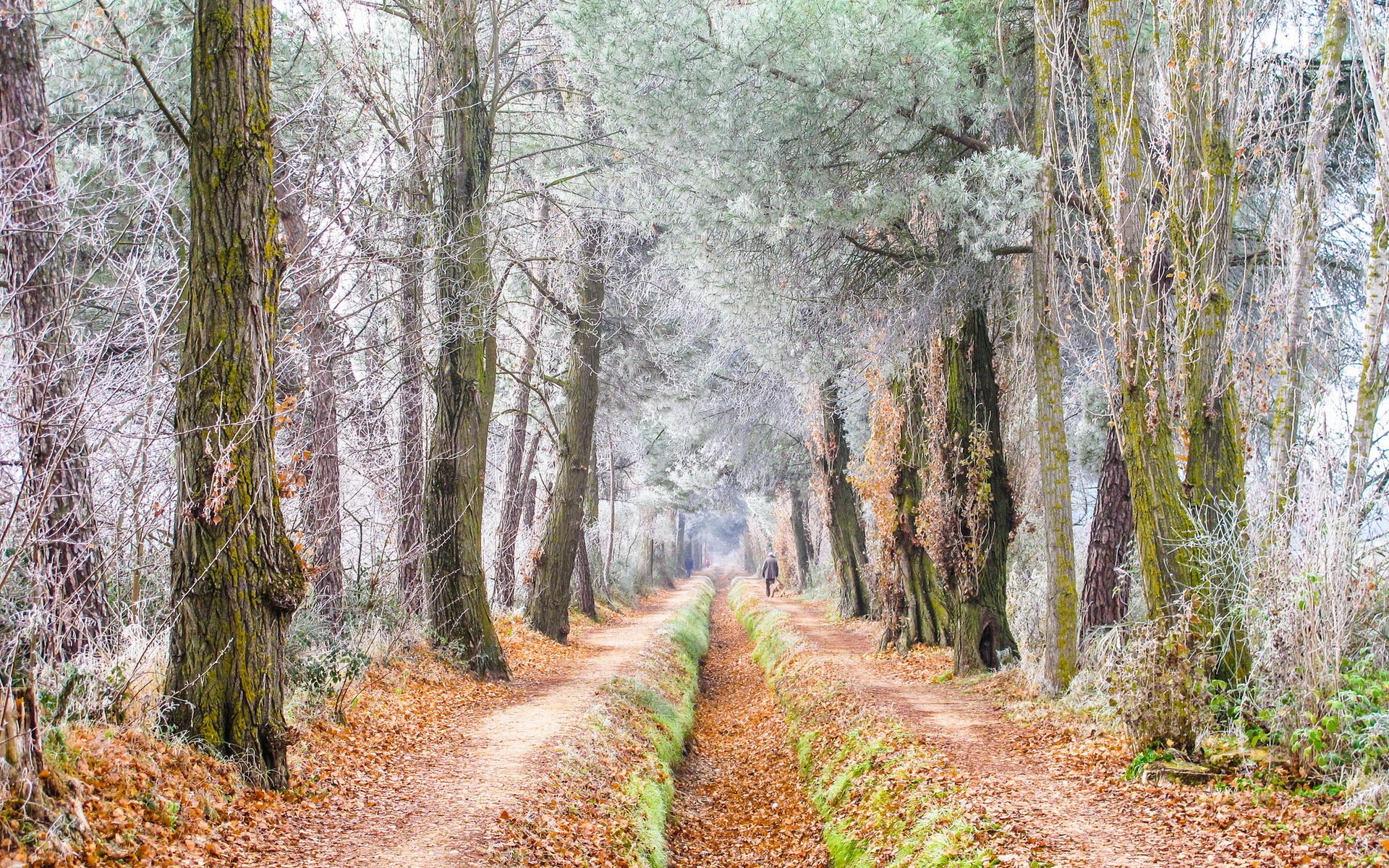 road tree frost