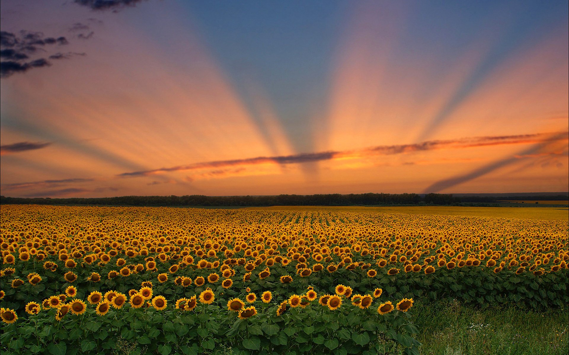 ky clouds sunset the field flower sunflower