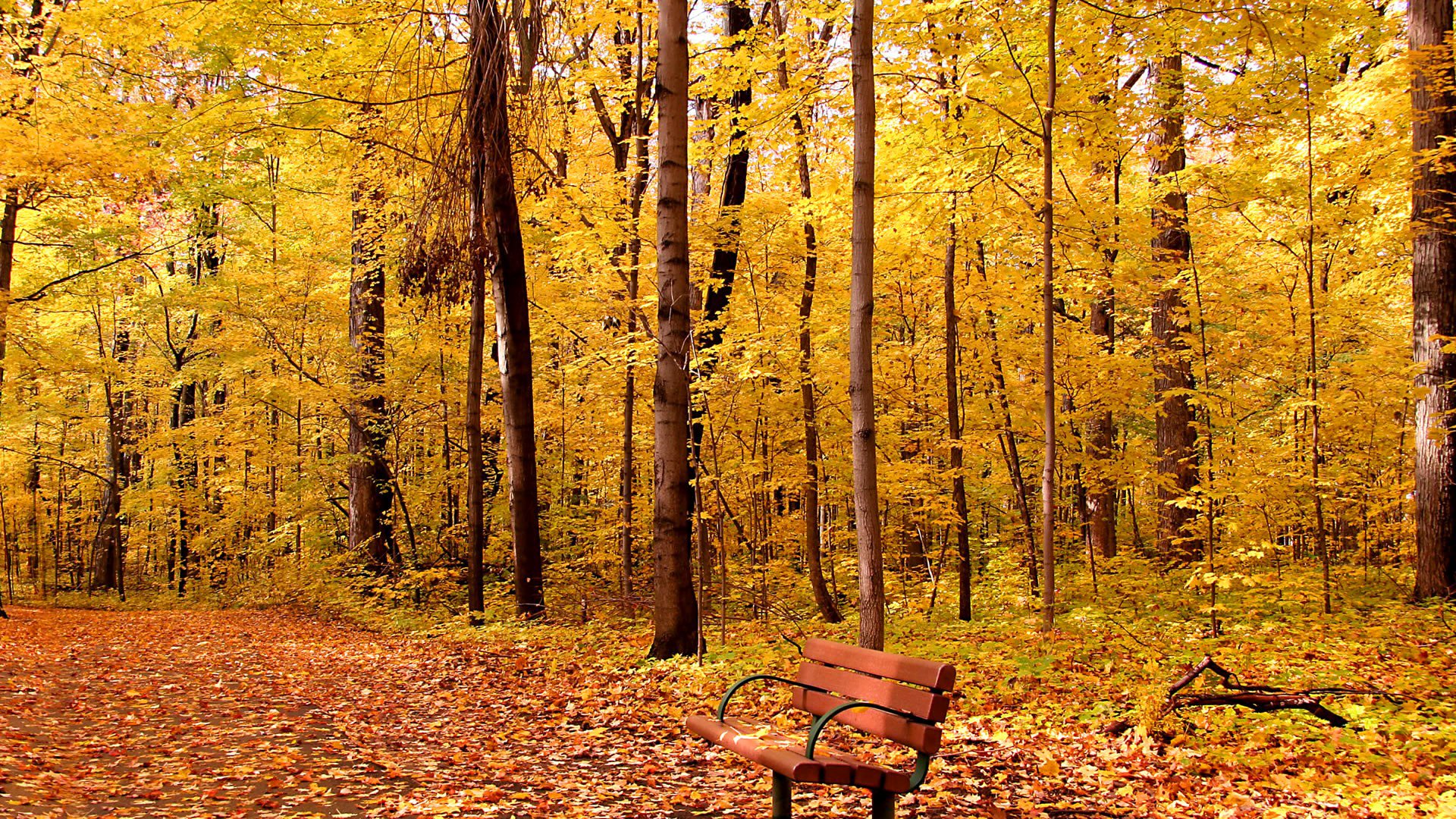park alley bench tree foliage autumn leave