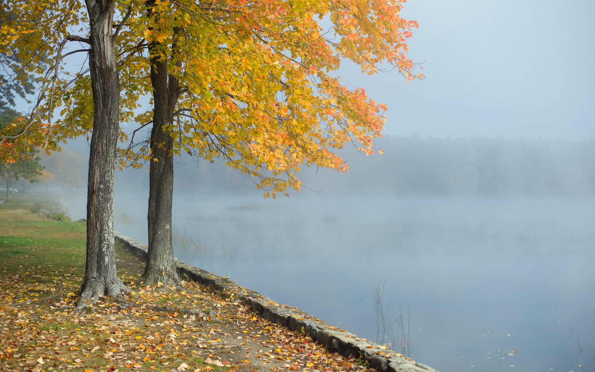 morning lake fog tree landscape