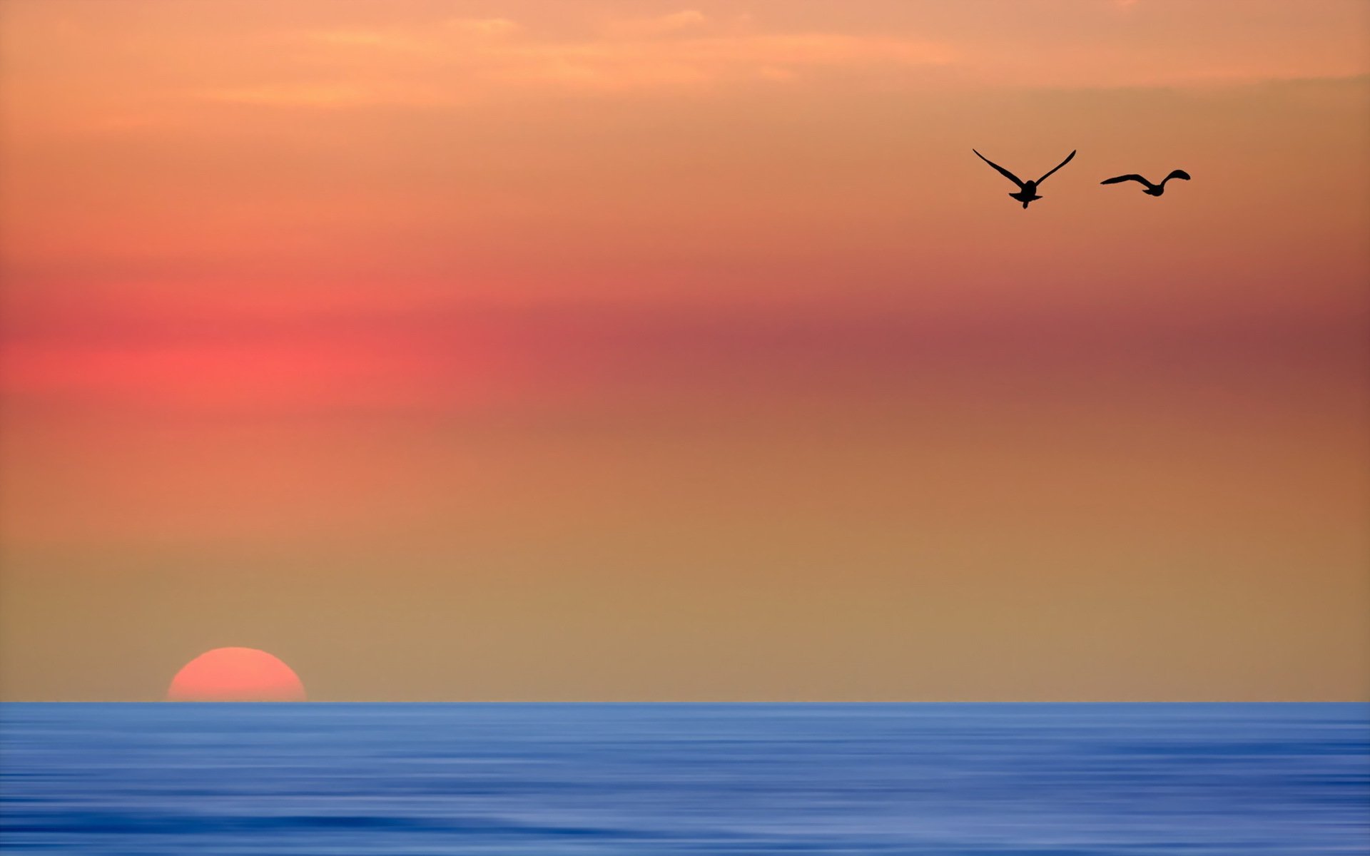 ea sunset birds landscape