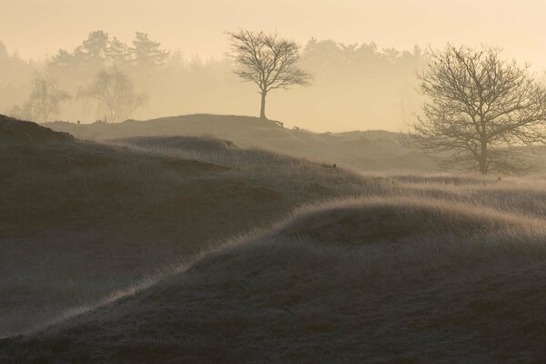 Foggy morning in the forest