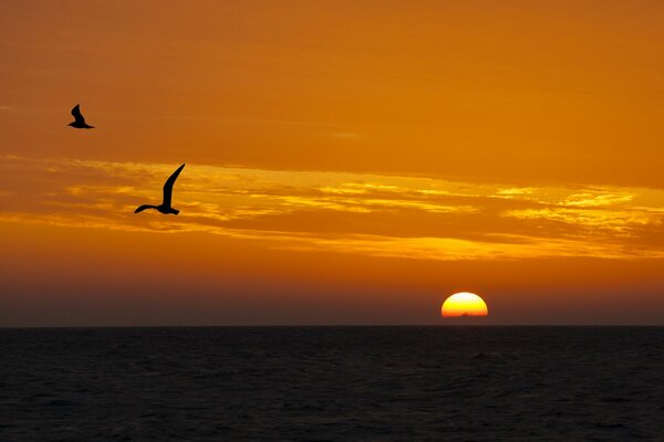 Sunset. Sunrise. Nature. Birds