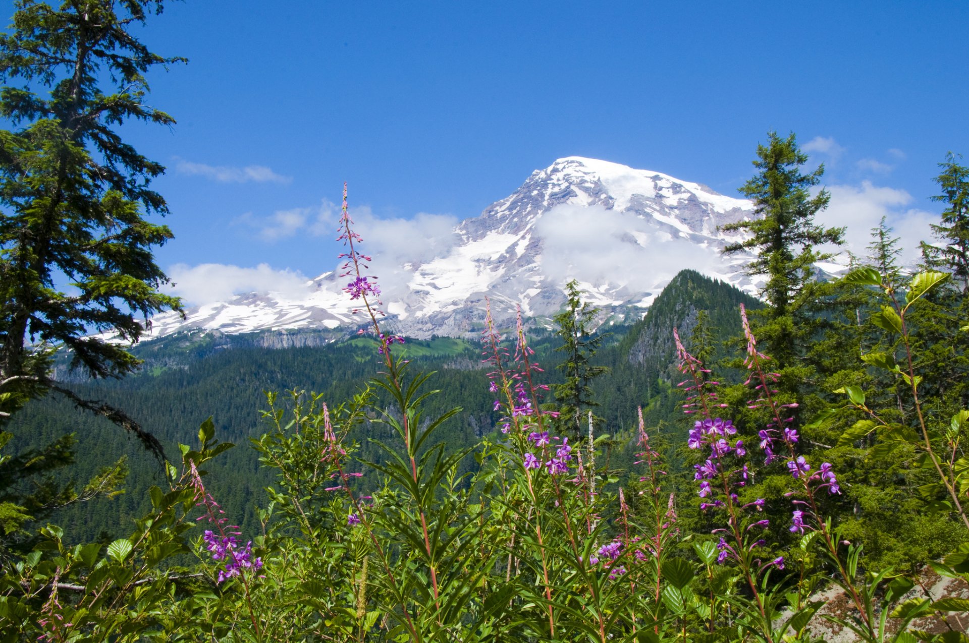 mount rainier national park national park mount rainier flower forest mountain