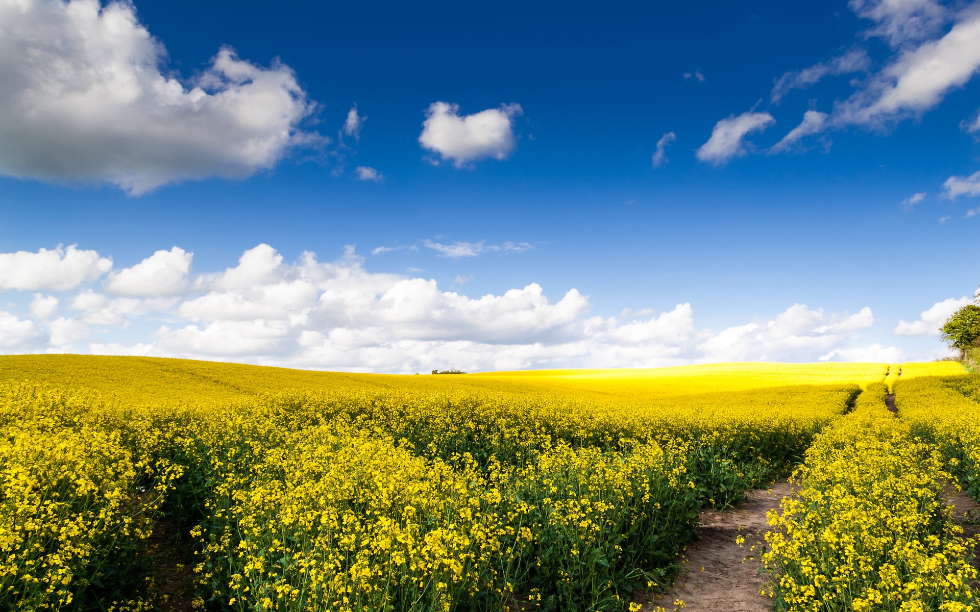 nature the field road rapeseed expanse cloud