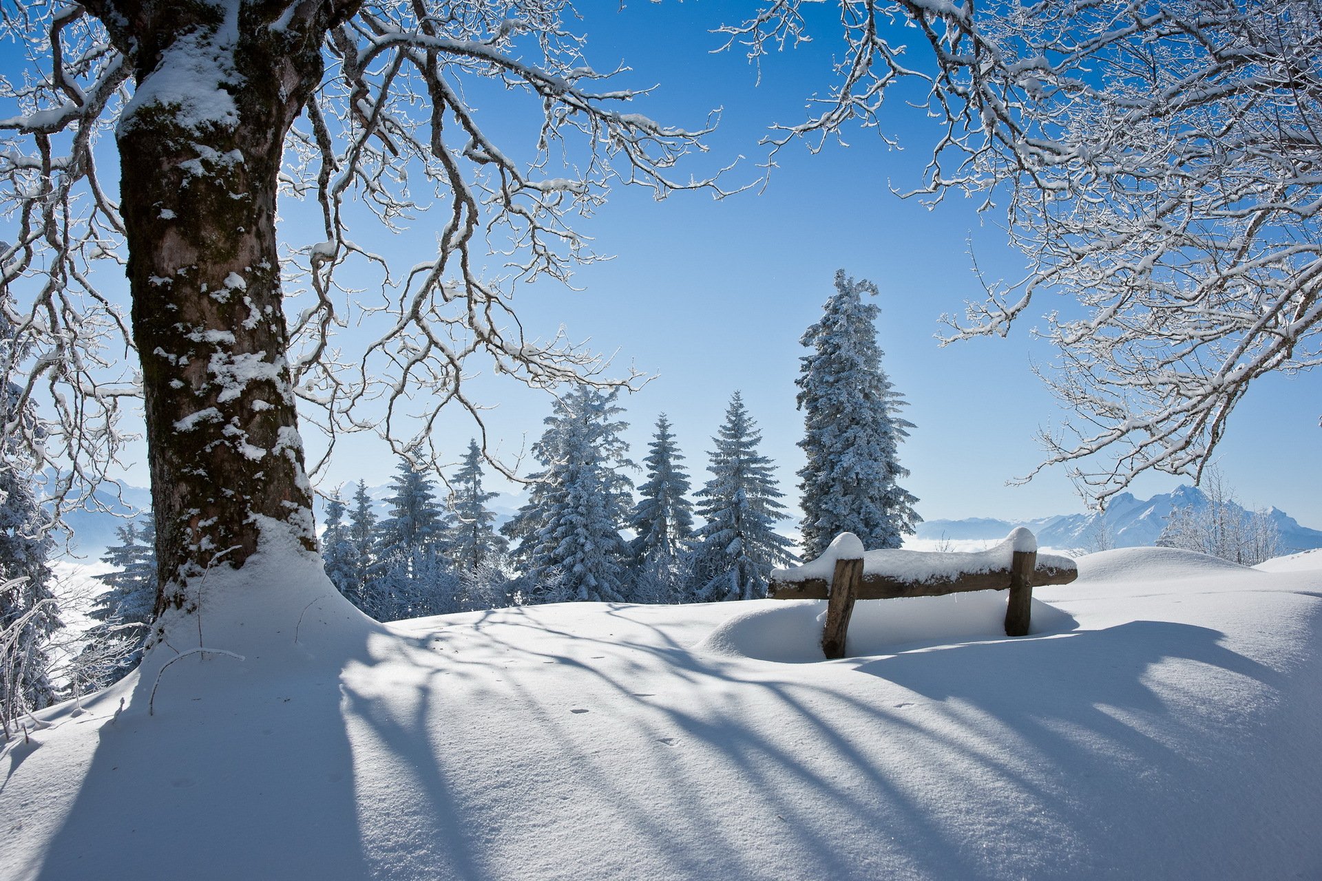 winter tree bench snow landscape beauty