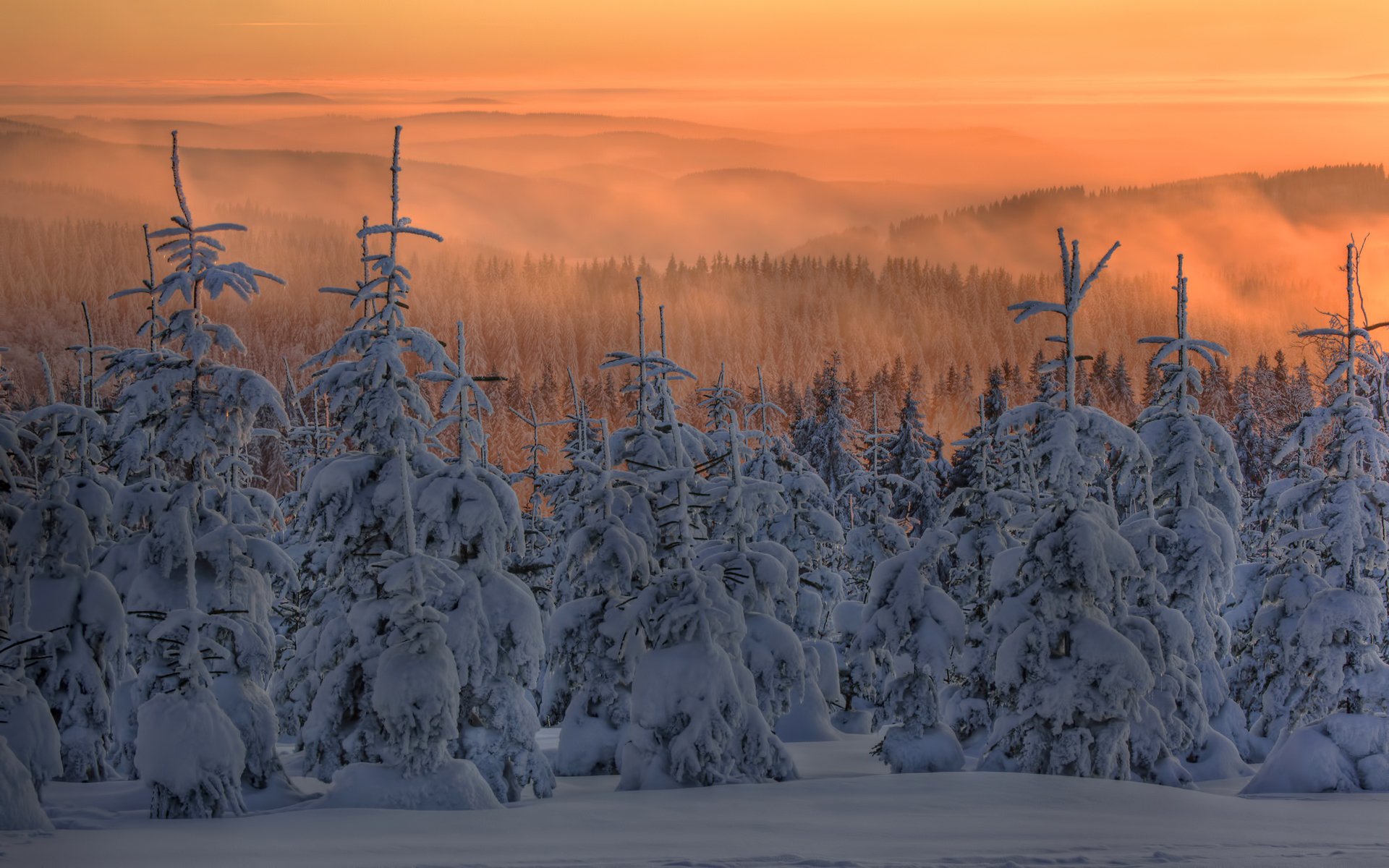 winter snow spruce christmas tree forest fog sunset twilight