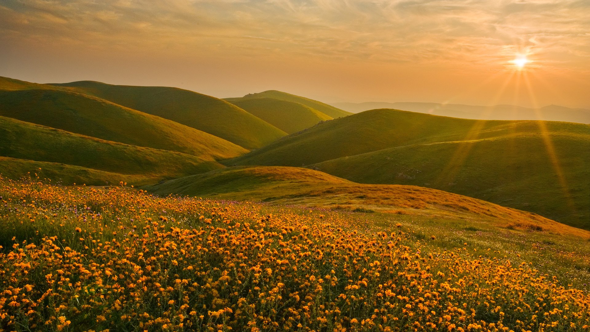 ierra nevada california landscape hills flower sun sunset
