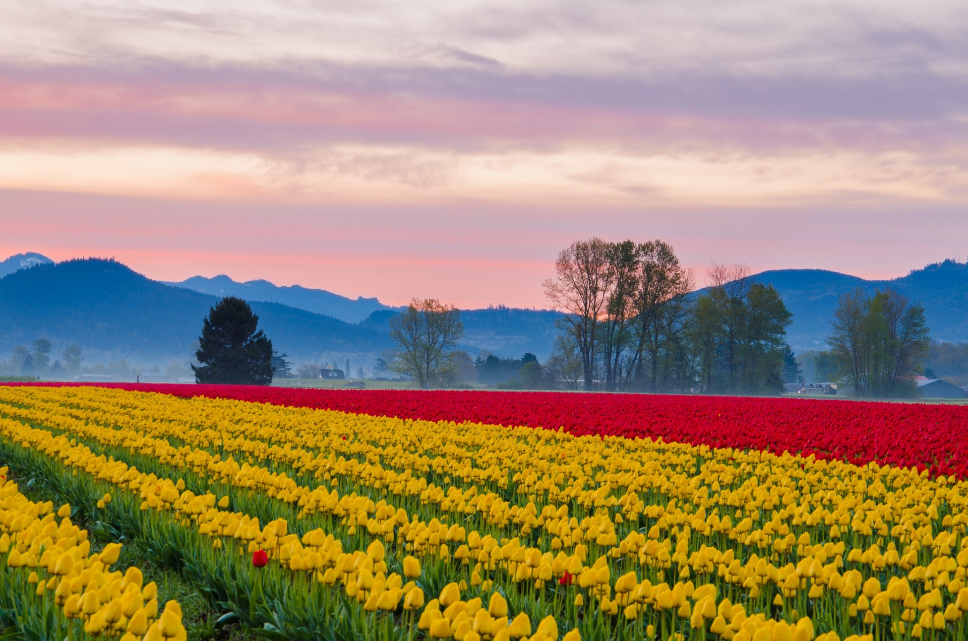 ky mountain haze the field plantation tulip