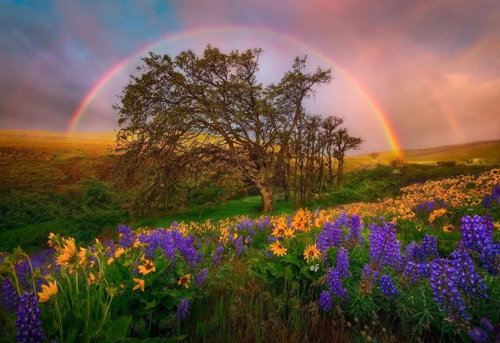 united states washington district of columbia national park flower lupine field hills rainbow sky