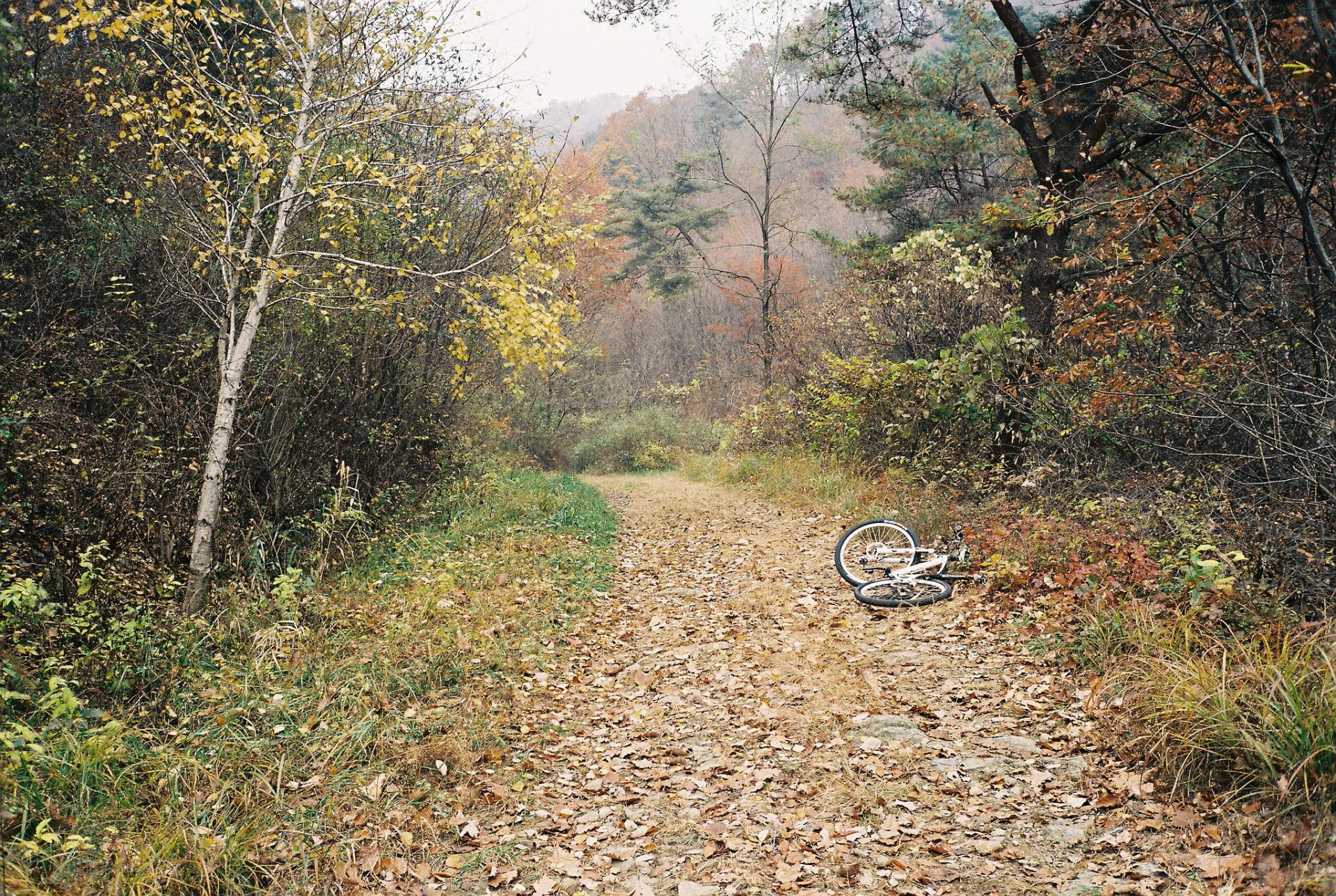 autumn forest tree fog track bike
