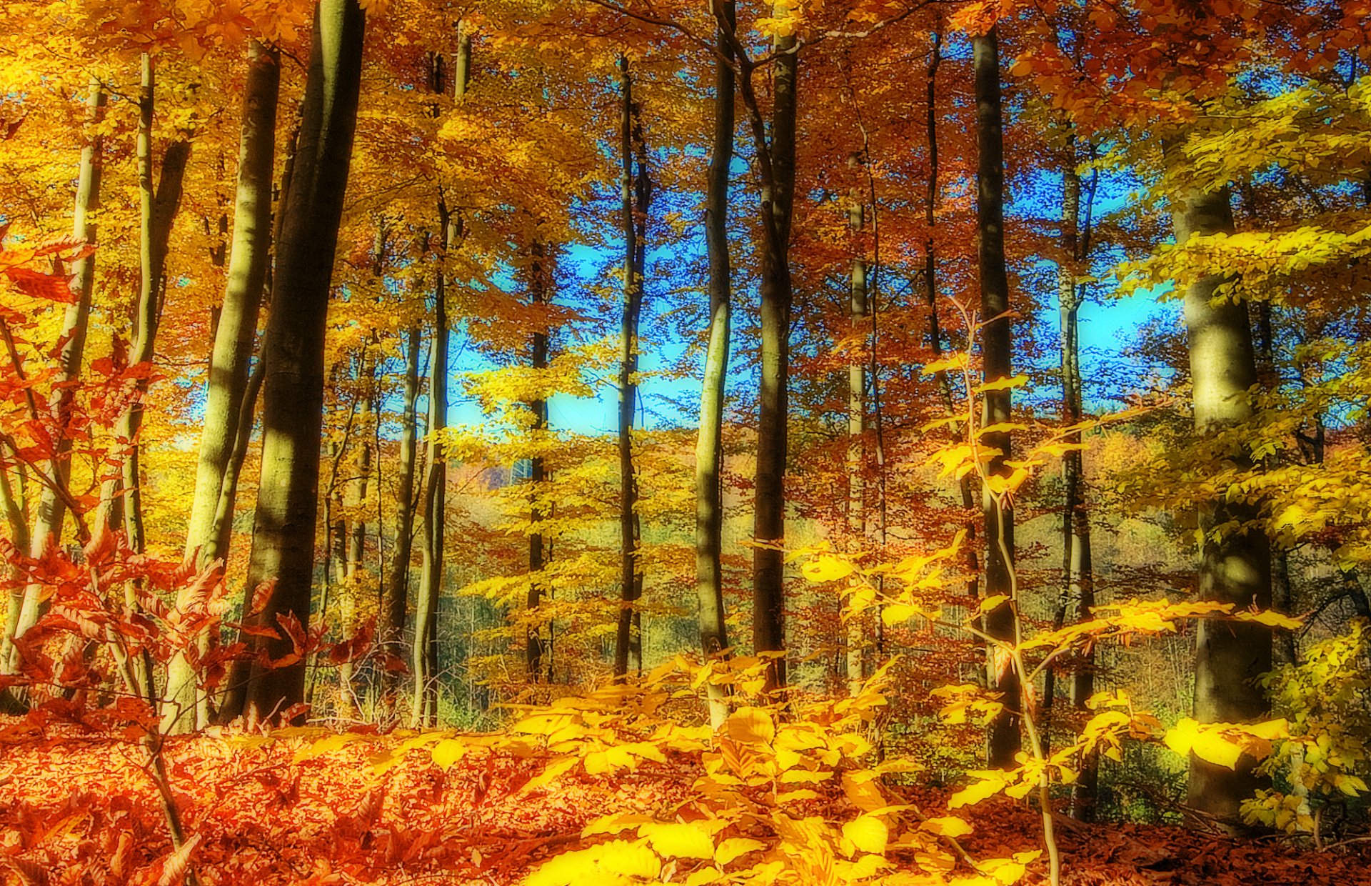 landscape nature autumn of the year tree forest sky