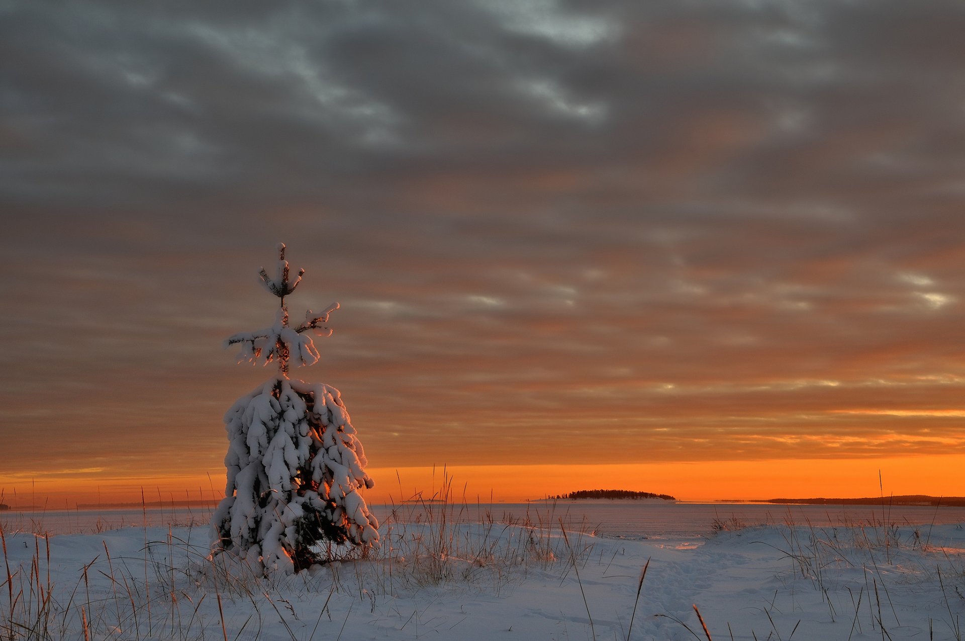 lake christmas tree snow next winter clouds night sunset