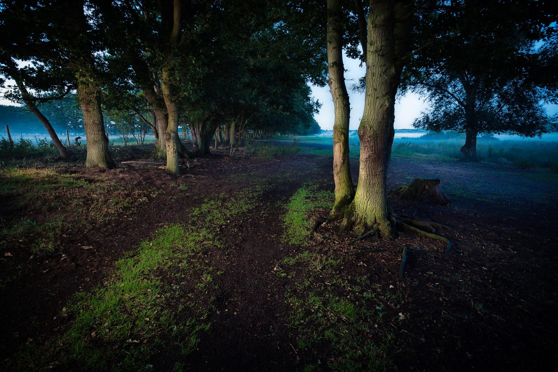 morning road tree landscape
