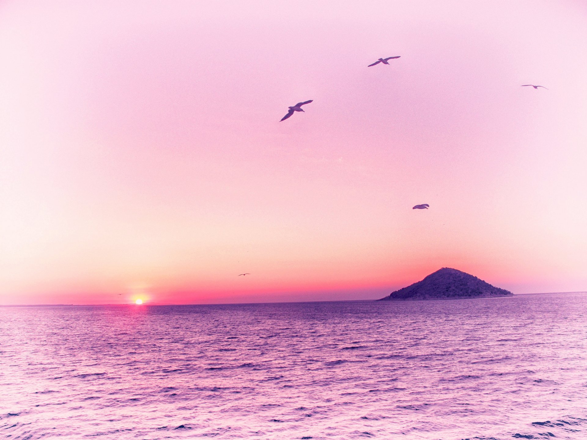 ea island birds dawn pink