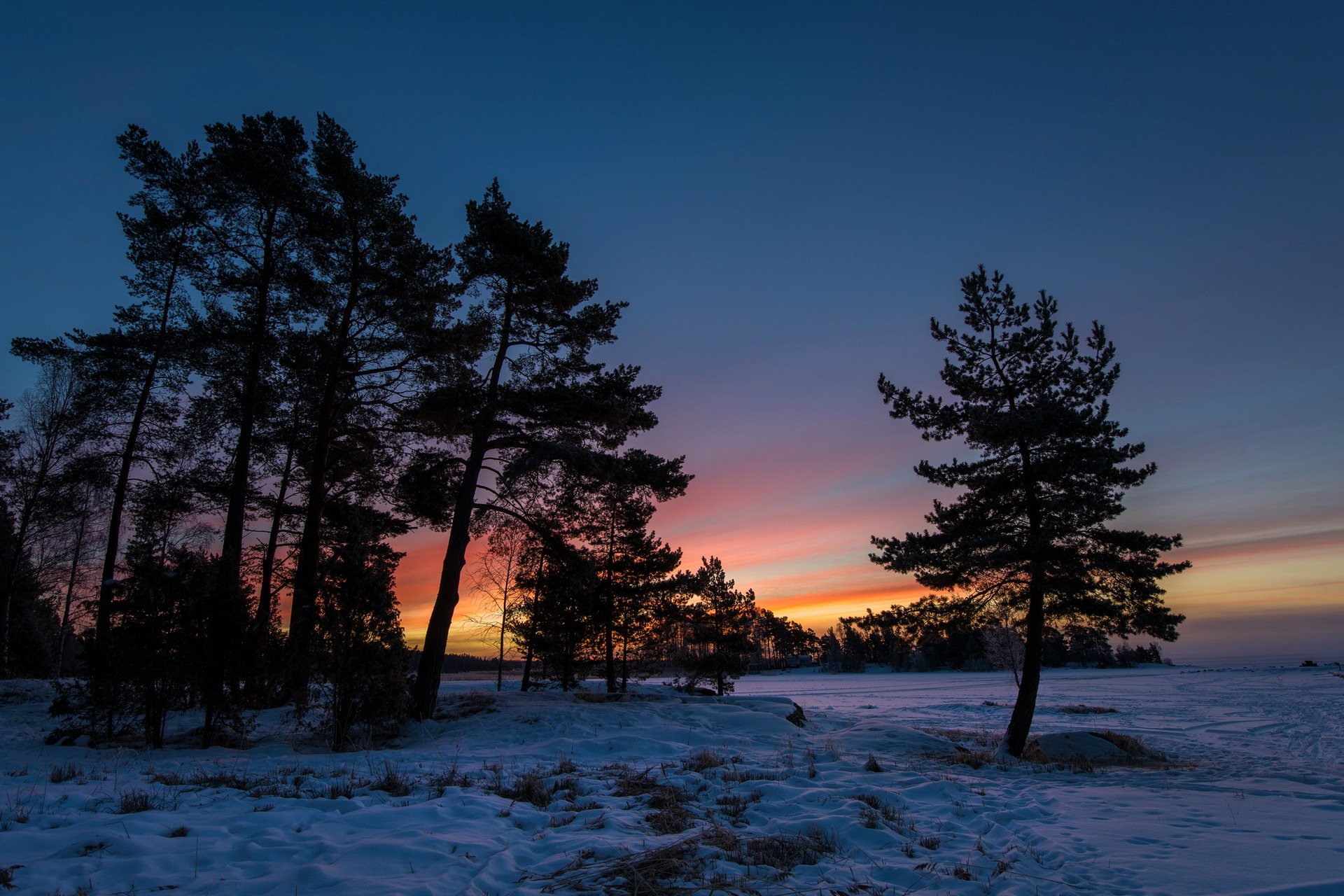 unset winter tree landscape