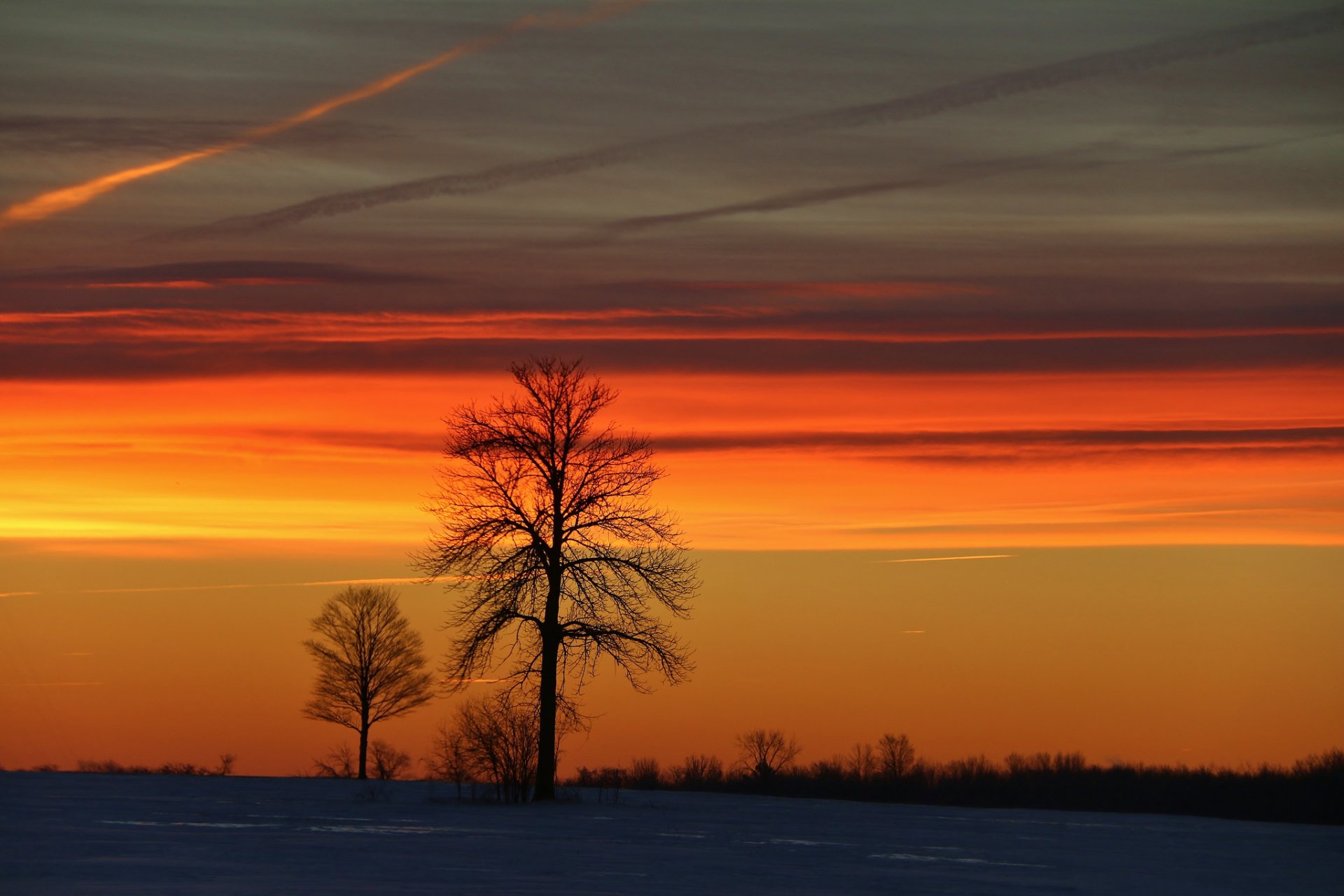 tree winter morning sunrise