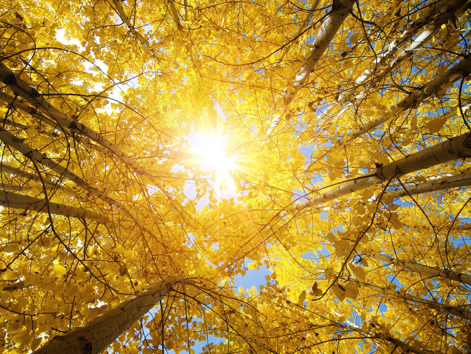autumn trees sun rays leaves nature landscape up view autumn aspen india beautiful autumn aspen