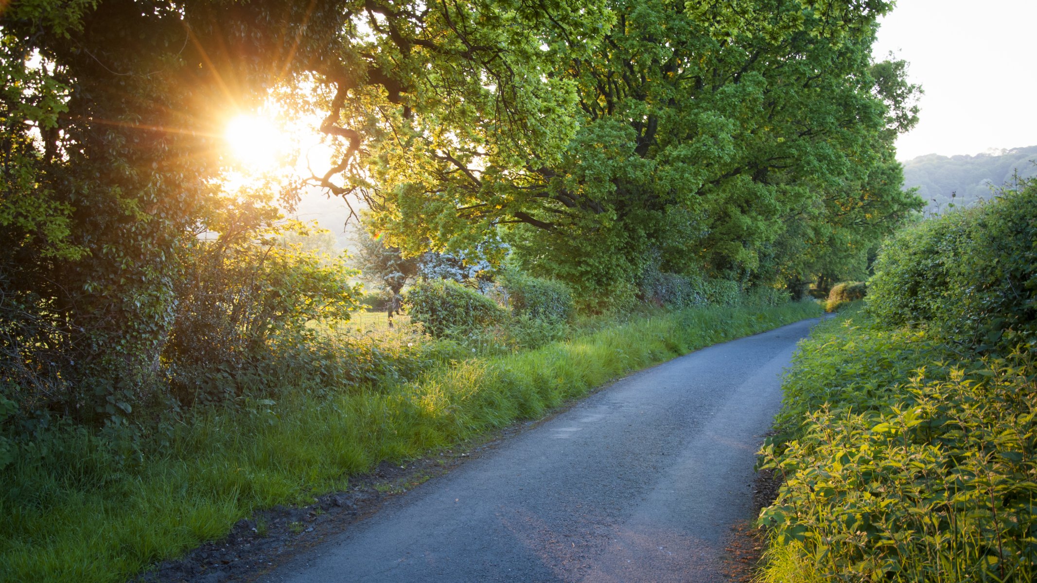 road herbs tree foliage sun ray