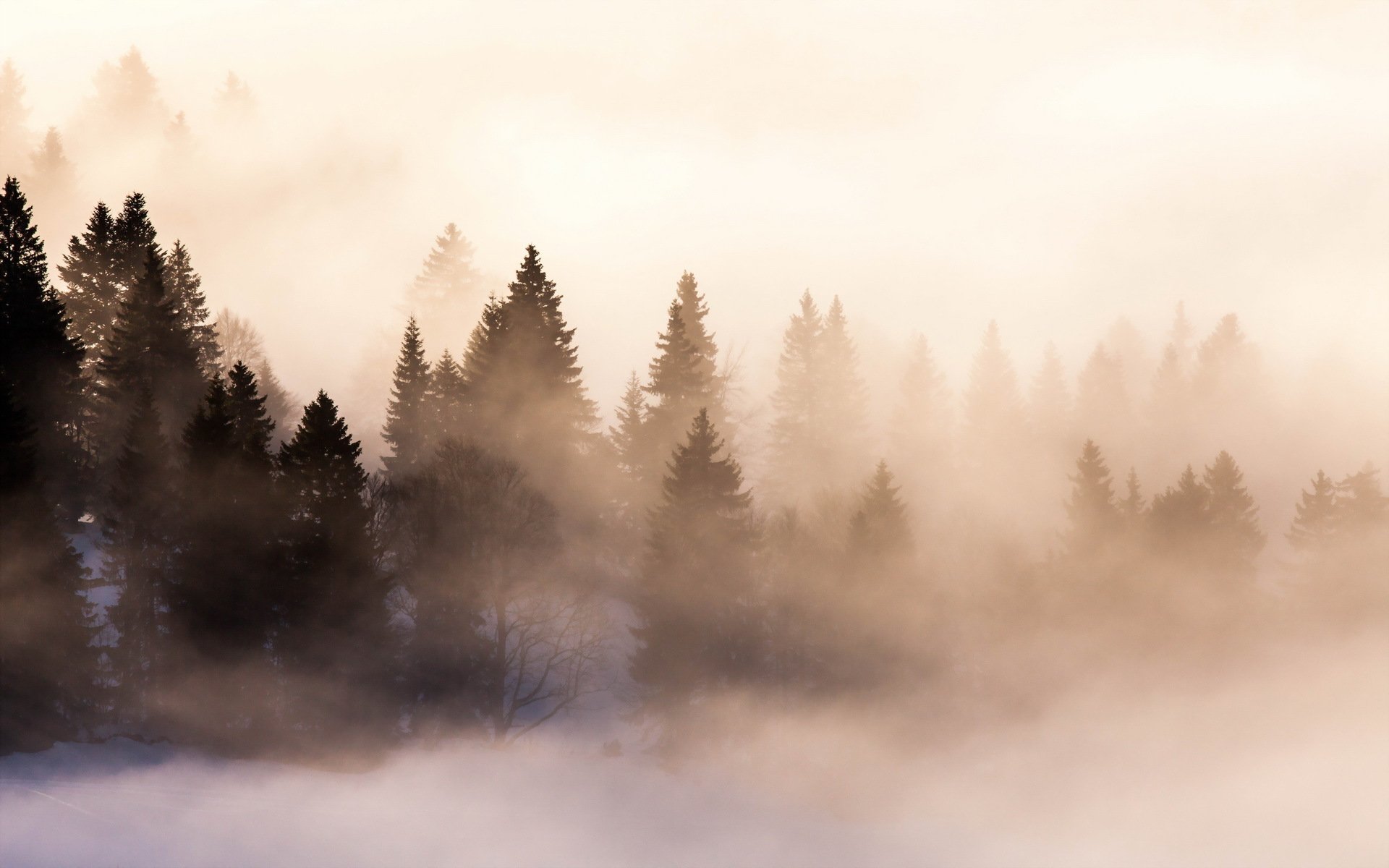 morning forest fog