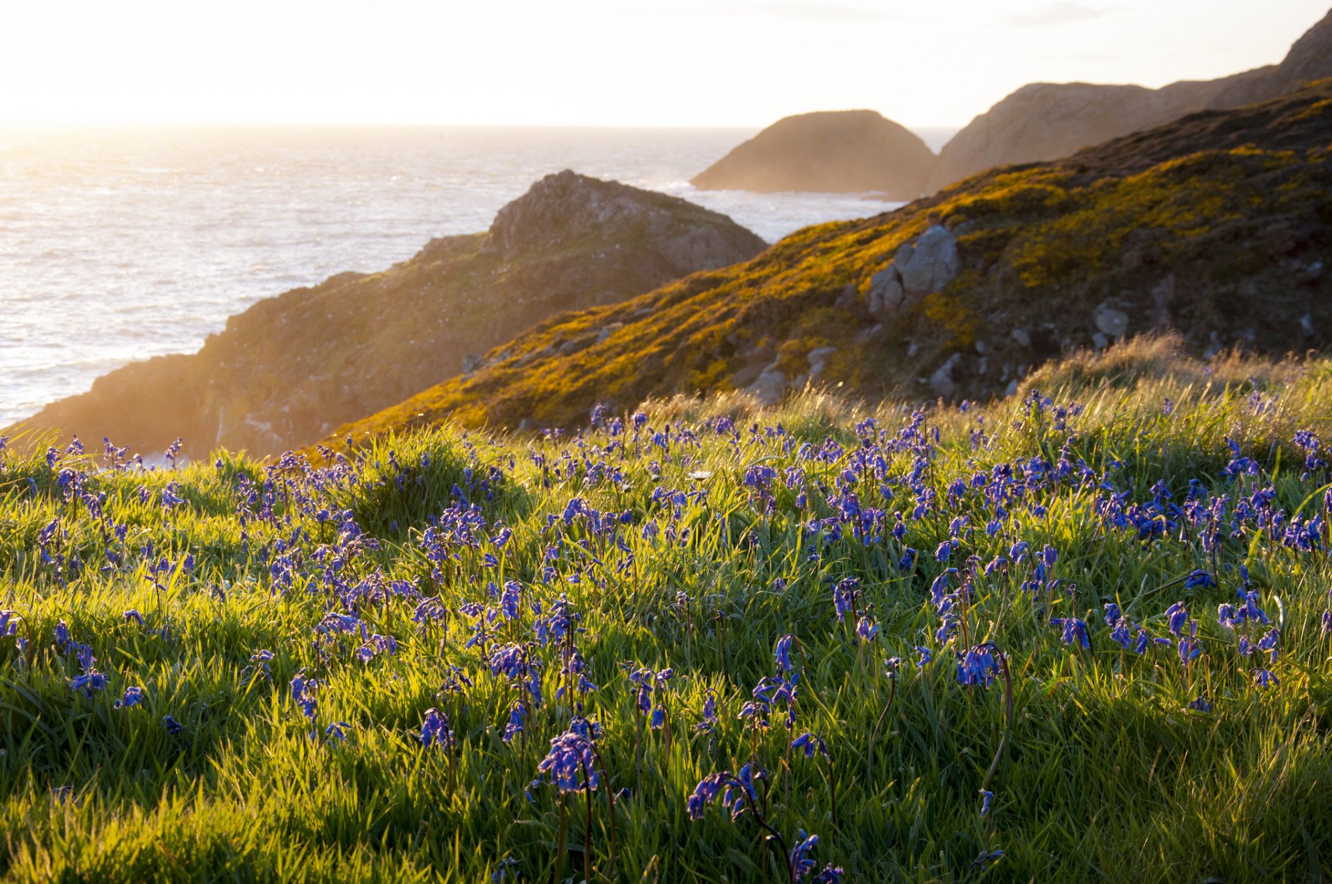 rock ocean beach scorching flower nature